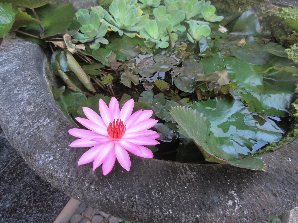 Rika Sanur Homestay Ngoại thất bức ảnh